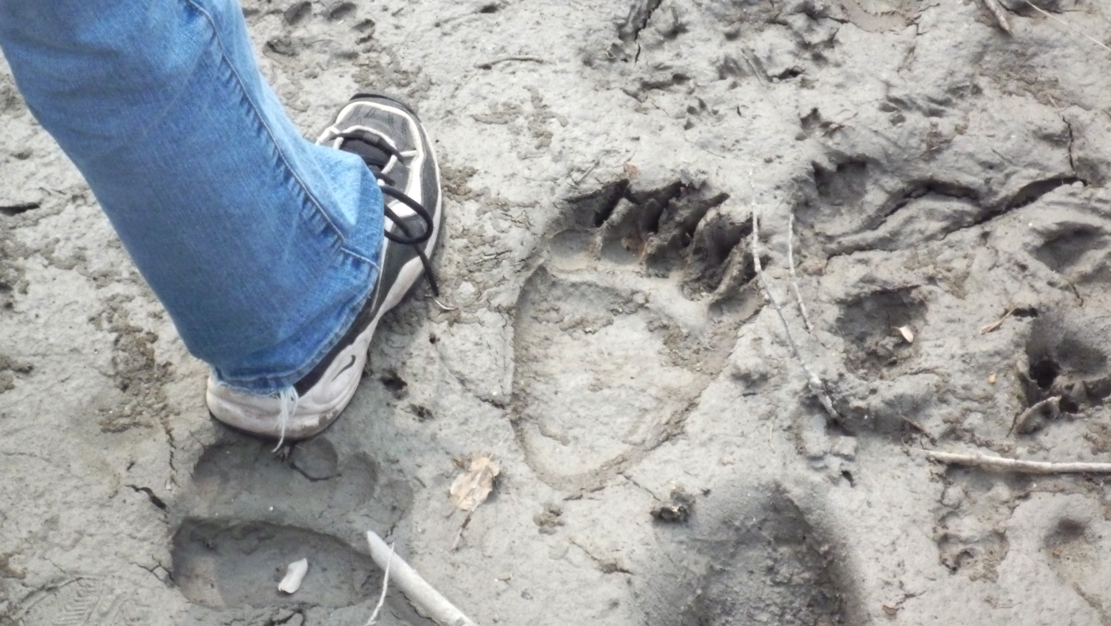Leanne's foot next to a grizzly track found on the ranch